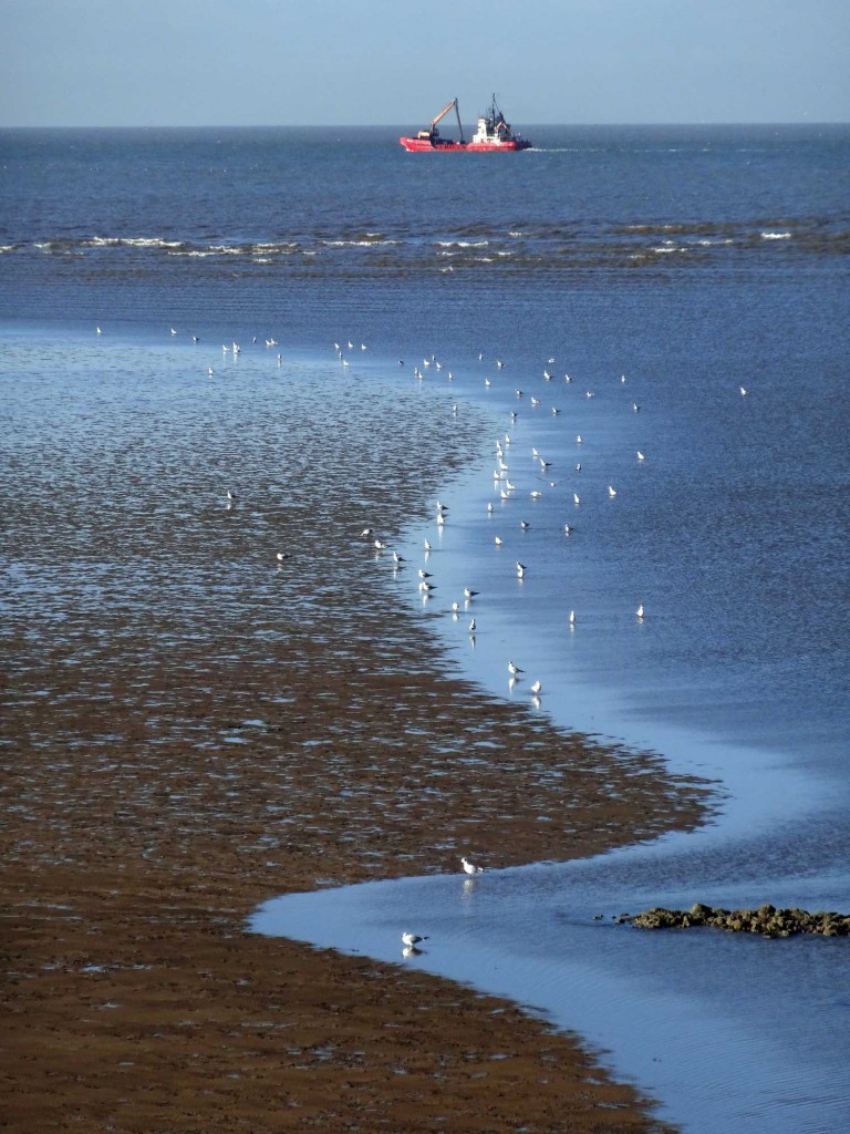Shoreline, gulls and boat